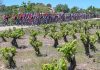 Segunda etapa de la Vuelta a Burgos Féminas en el corazón del vino